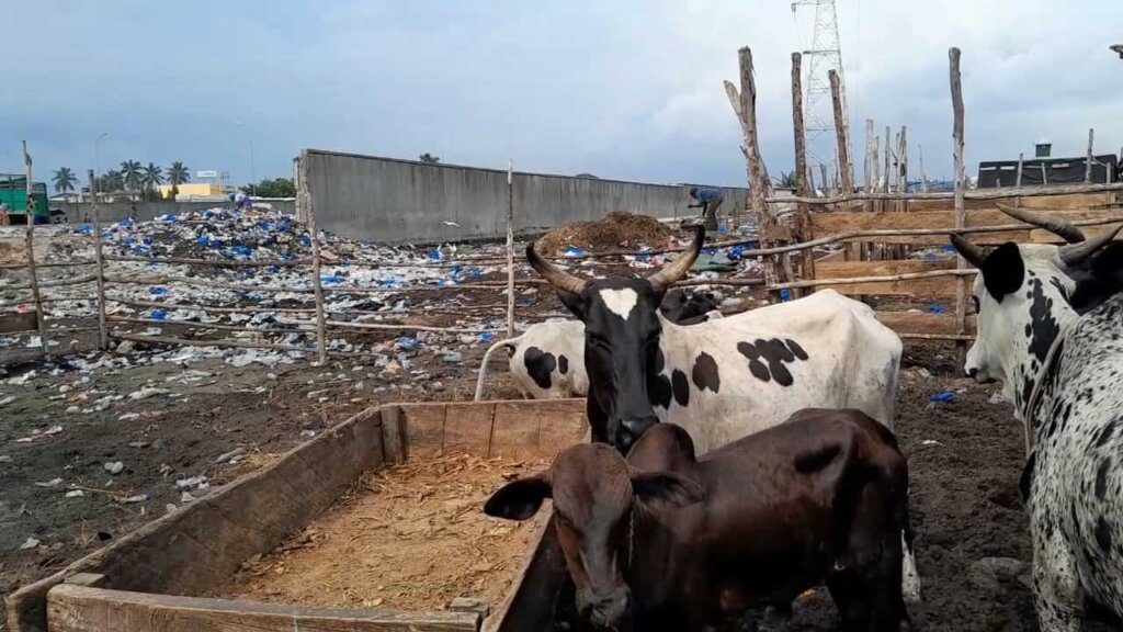 Risques sanitaires abattoir port bouet